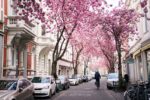 Cherry blossoms in Bonn
