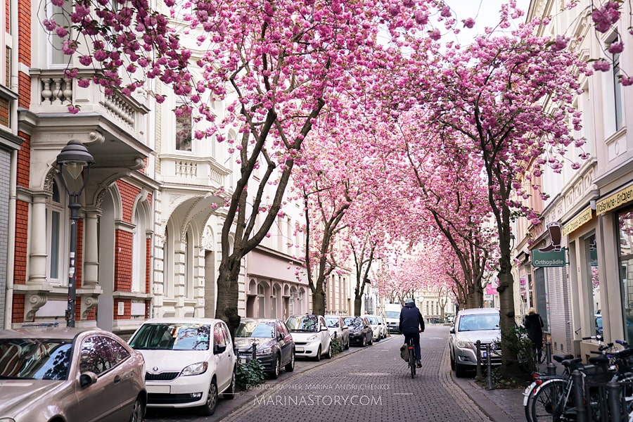 Cherry blossoms in Bonn